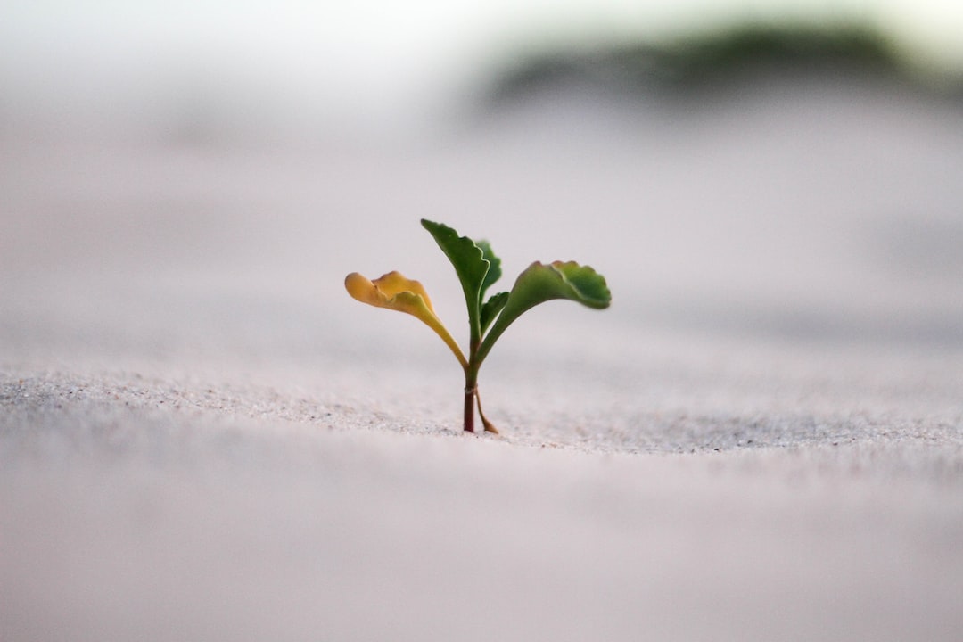 An image capturing the growth of a seed into a sprouting plant, showcasing the early stages of germination. The tiny seedling emerges from the soil, symbolizing the start of a new life and the natural process of growth and development.