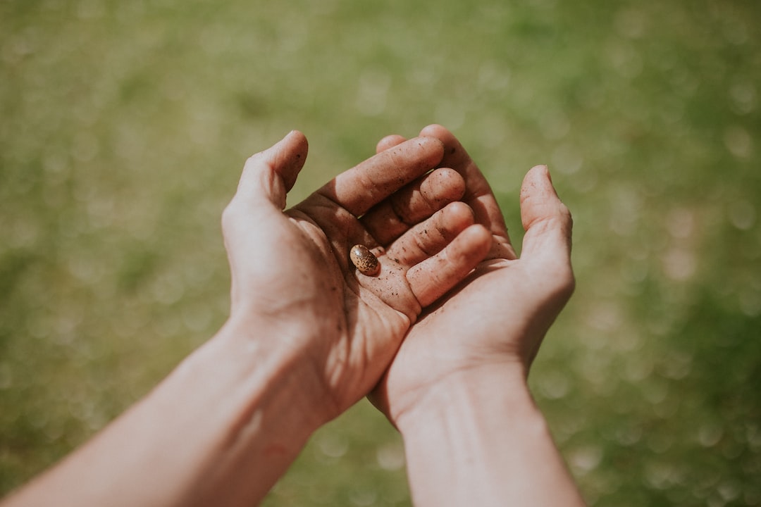 Two hands delicately cradle a fresh seed, fingers gently supporting the tiny, promising new life. The seed is a symbol of potential and growth, held with care and anticipation.